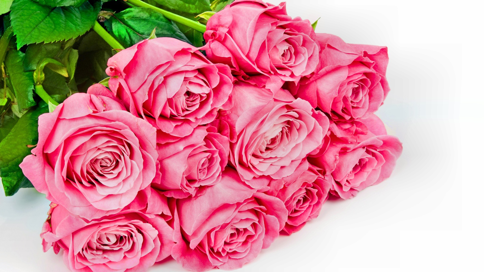 Большой букет розовых роз с зелеными листьями на белом фоне для любимой 