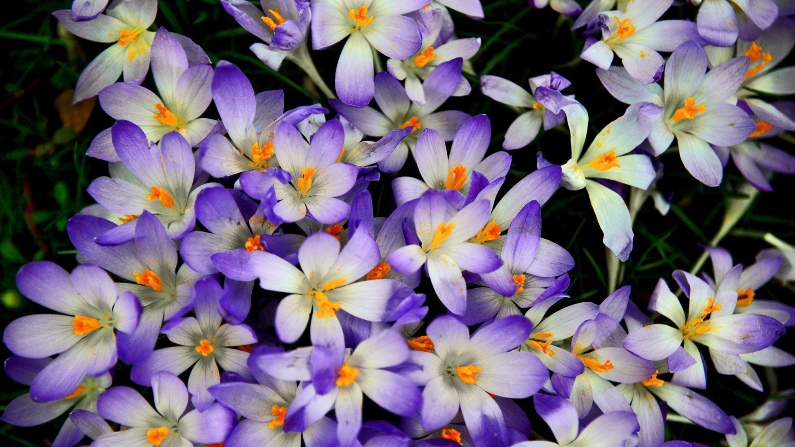 Много сиреневых крокусов крупным планом