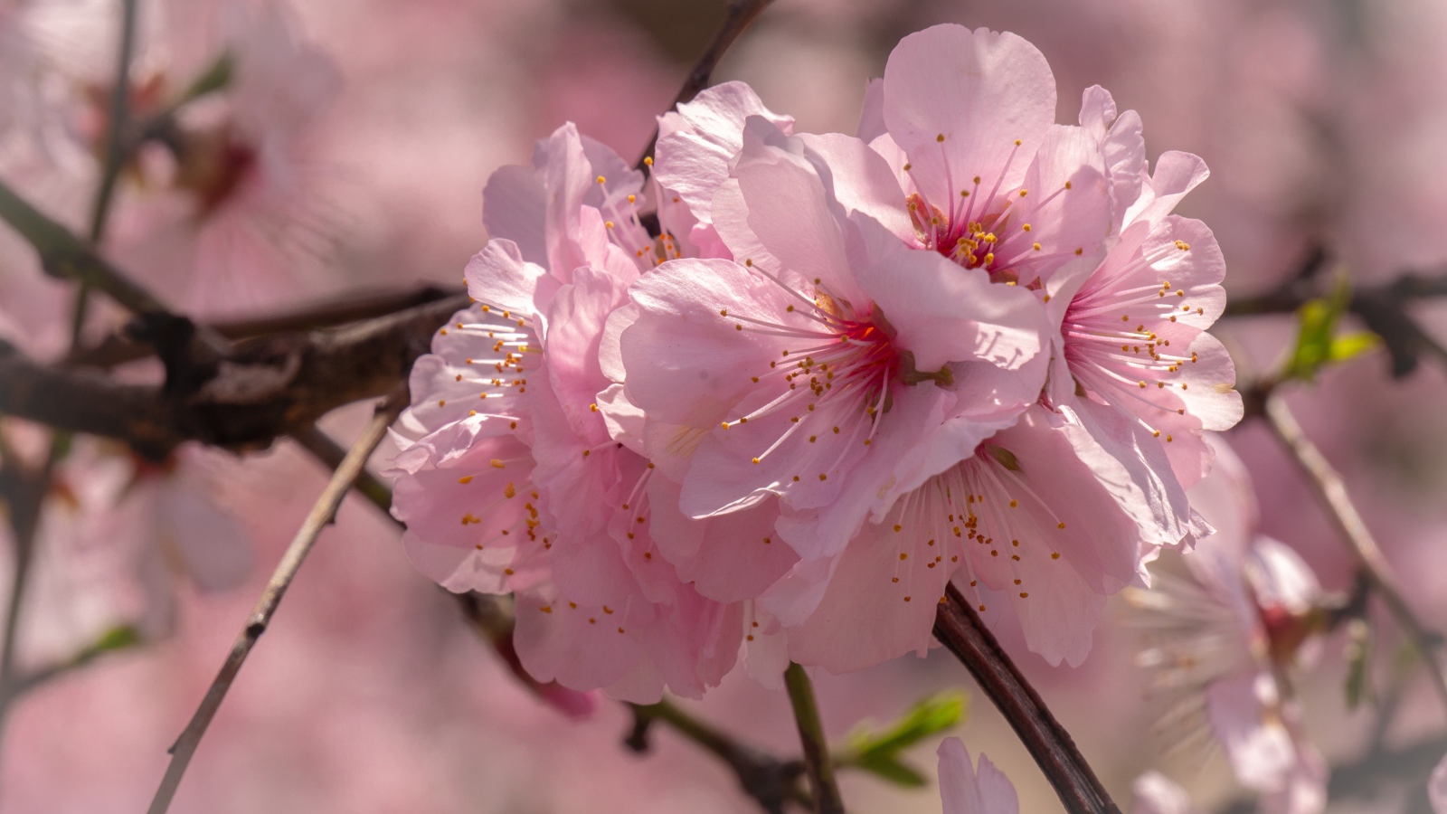 Много розовых цветов сакуры на ветке 