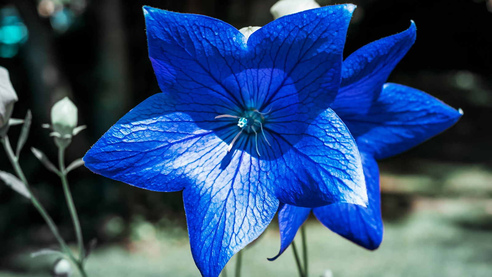 Красивые синие цветы колокольчика 
