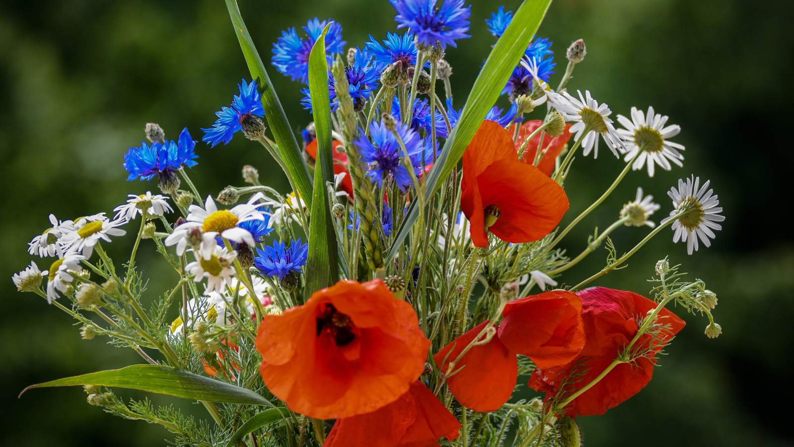 Красивый букет полевых маков, васильков и ромашек