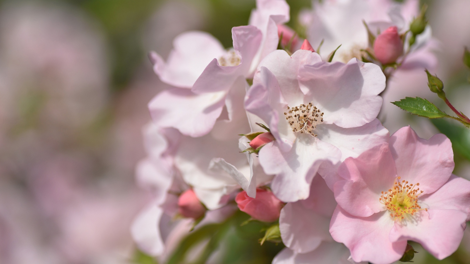 Красивые нежные розовые цветы розы