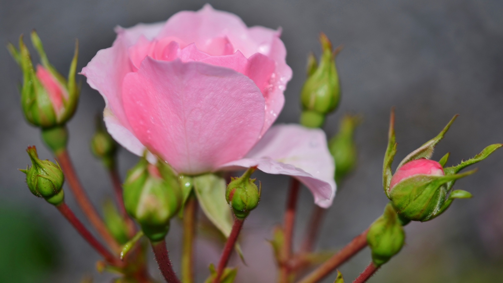 Красивые нежные розовые розы с бутонами крупным планом