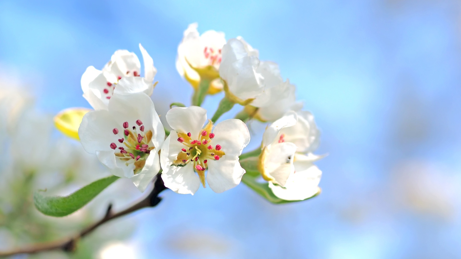 Красивые нежные белые цветы груши на фоне голубого неба 