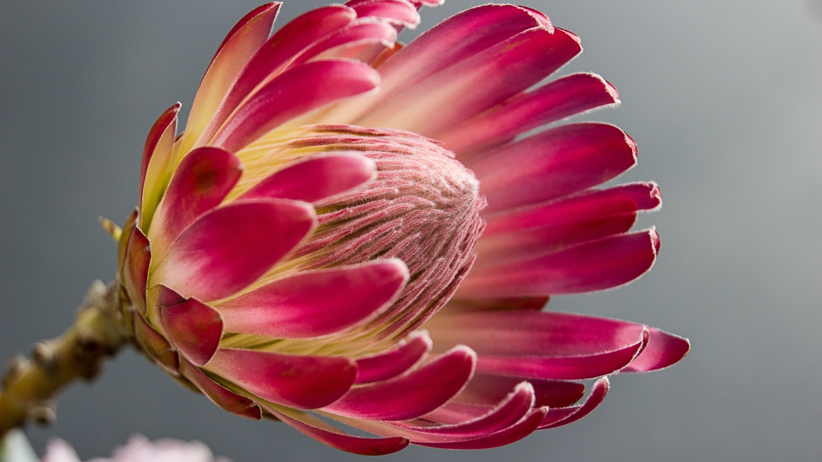 Красивый комнатный цветок протея крупным планом