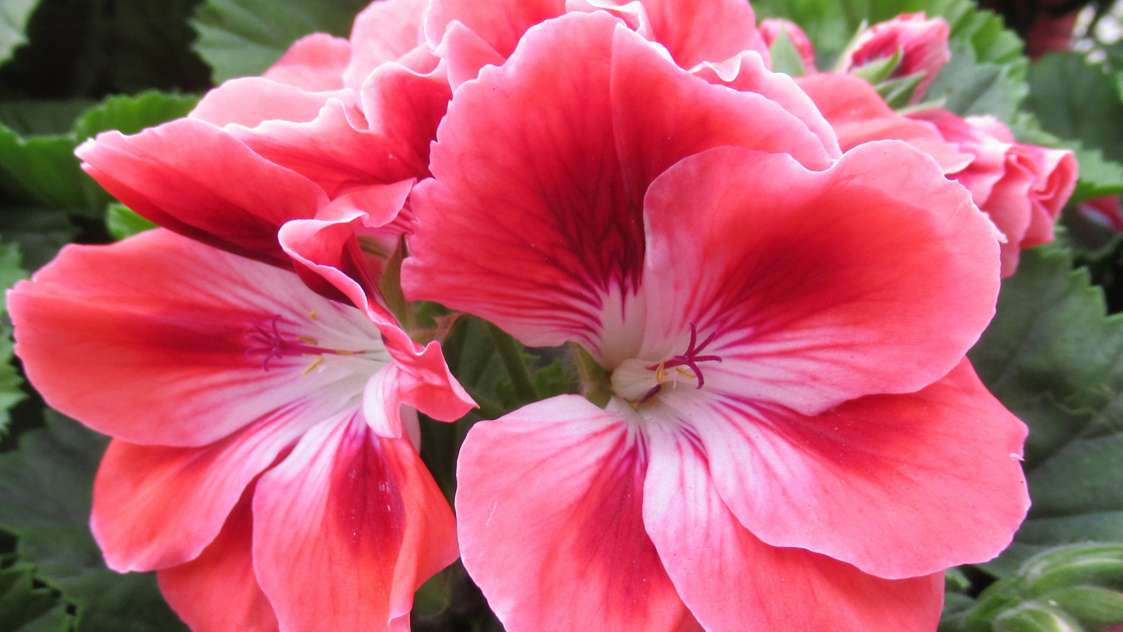 Красивый комнатный цветок герань с розовыми цветами