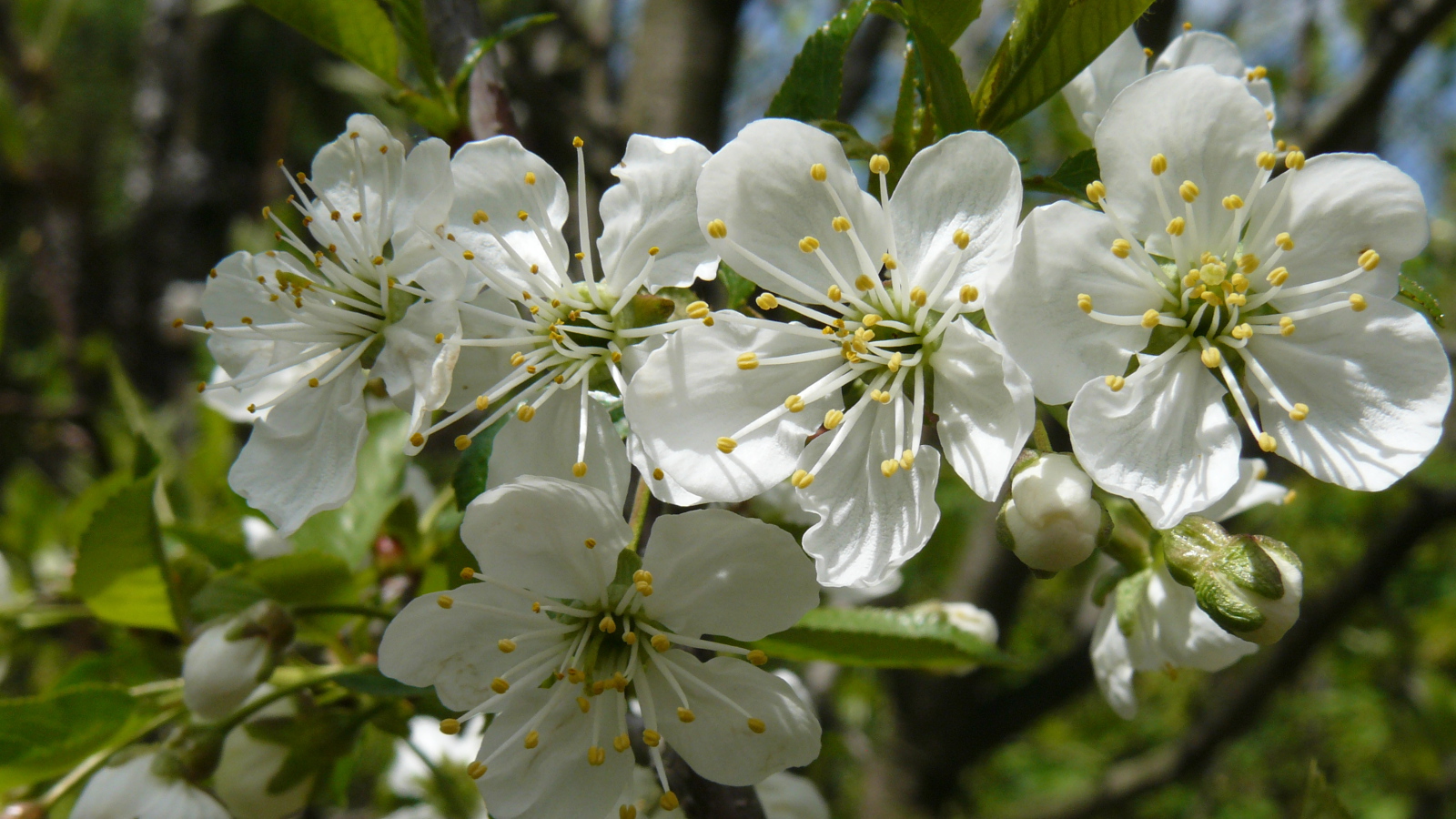 Красивые крупные белые цветы черешни на ветке 