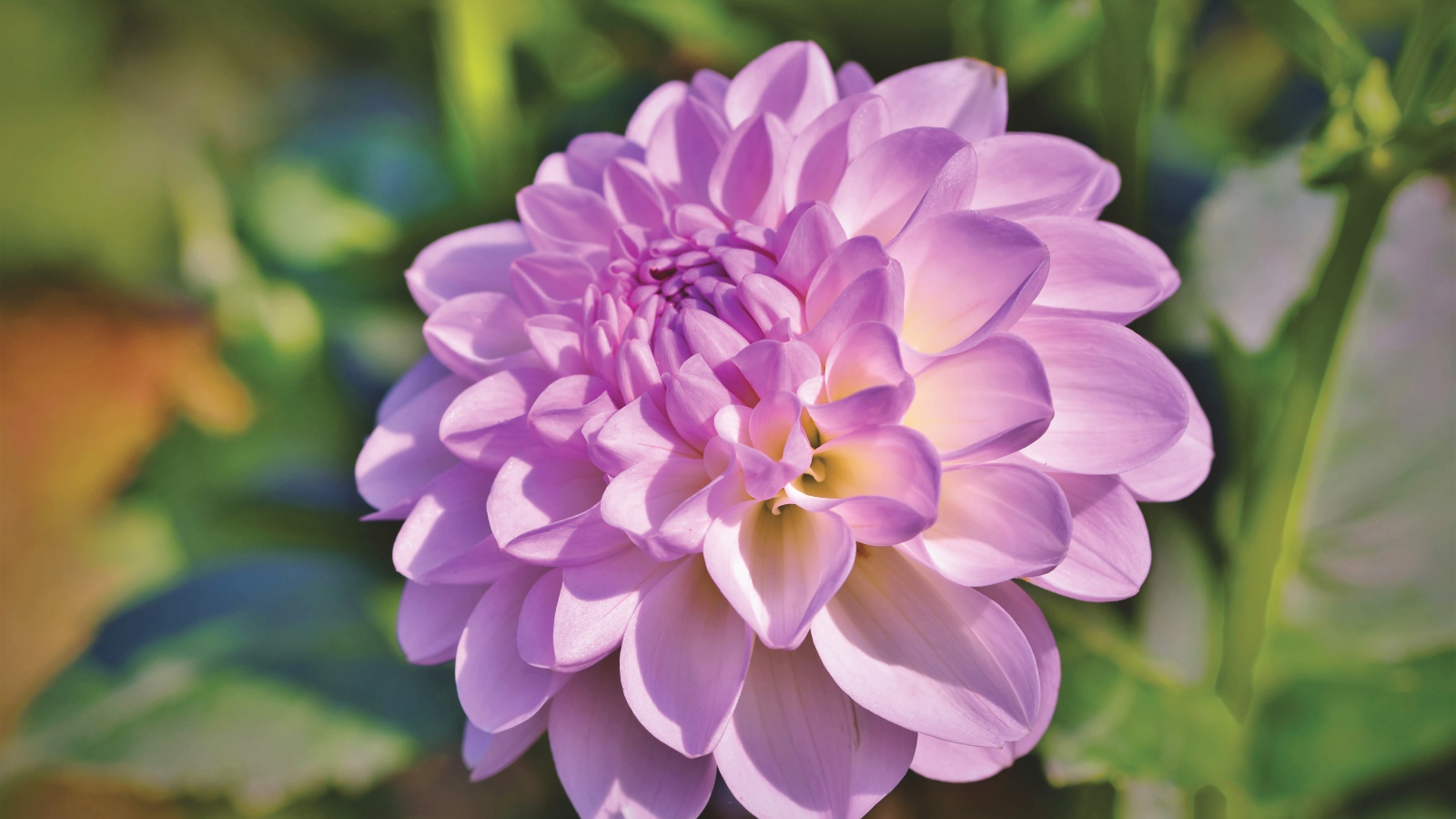 Красивый сиреневый нежный цветок садовой георгины