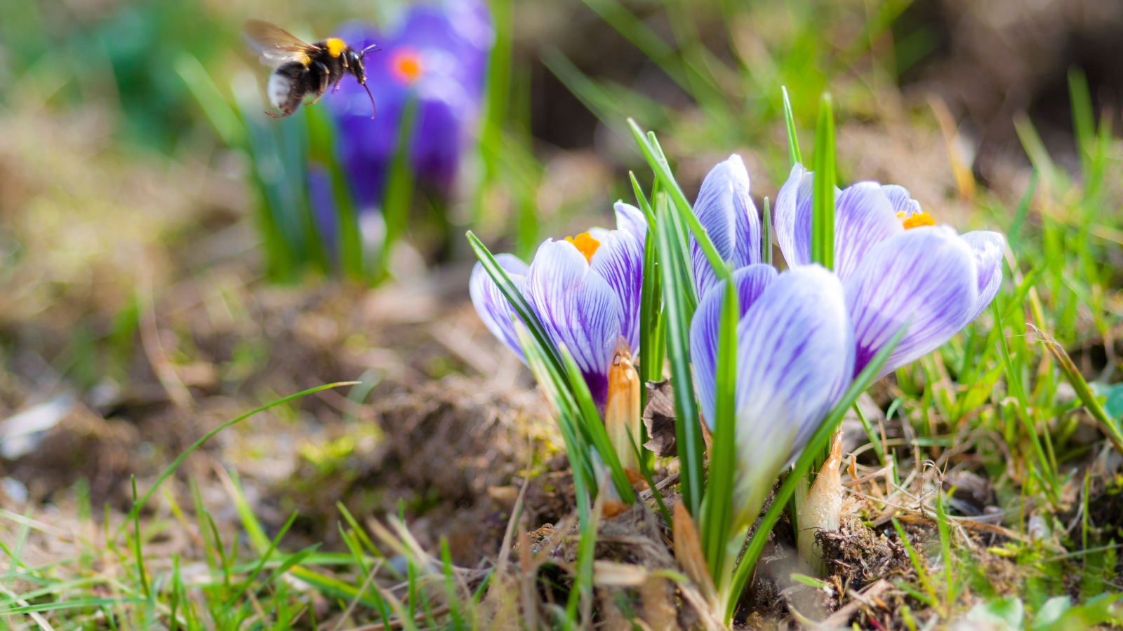 Красивые маленькие крокусы на поле с шмелем 