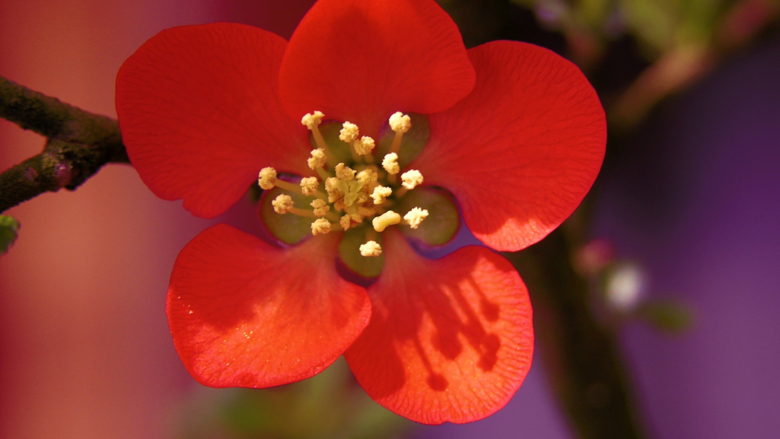 Красивый маленький красный цветок на ветке крупным планом