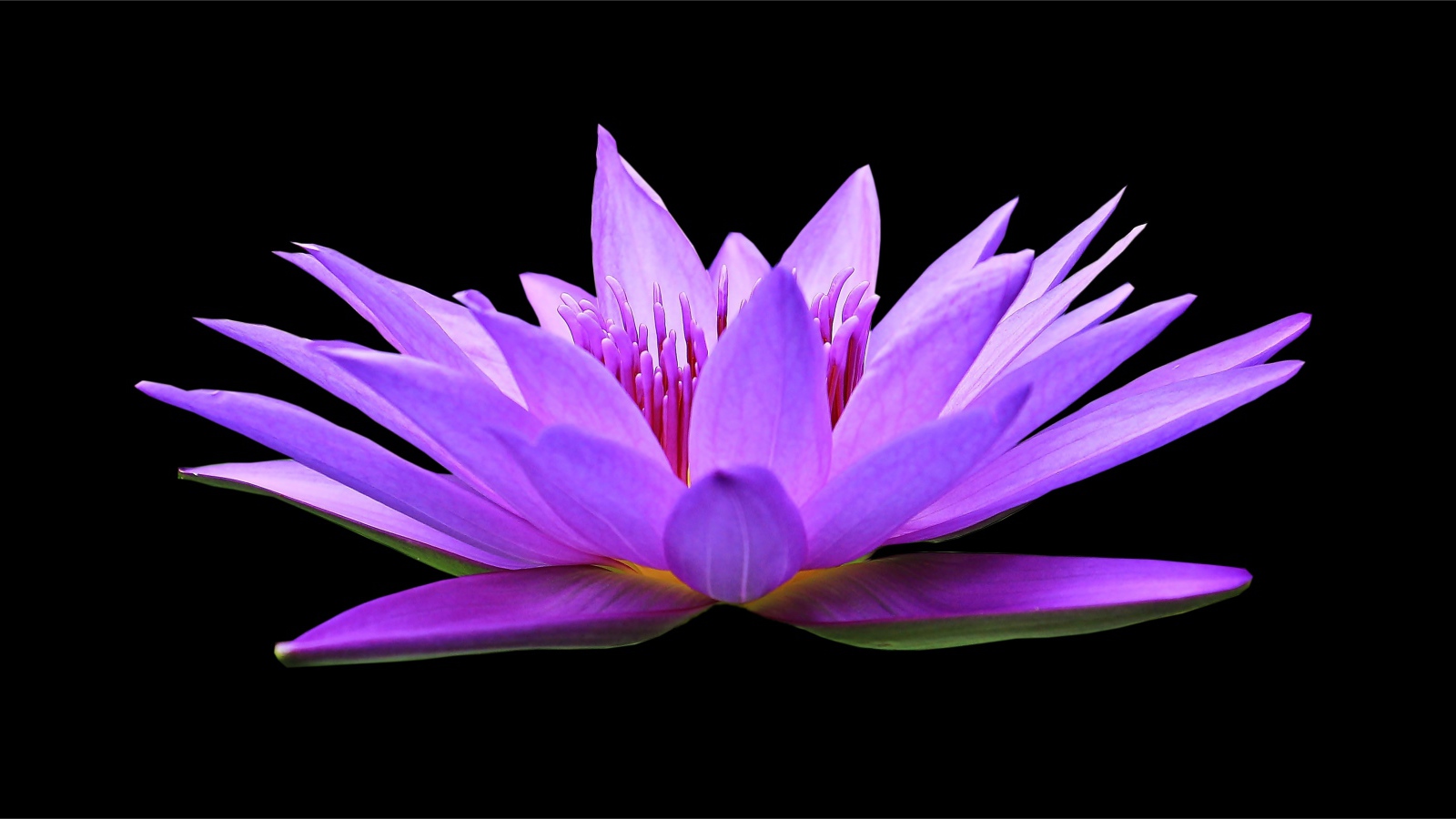 Красивый цветок лотоса на черном фоне крупным планом