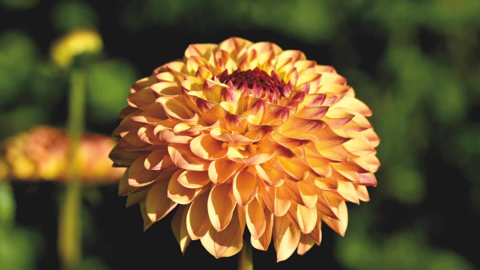 Красивая оранжевая георгина крупным планом на клумбе 