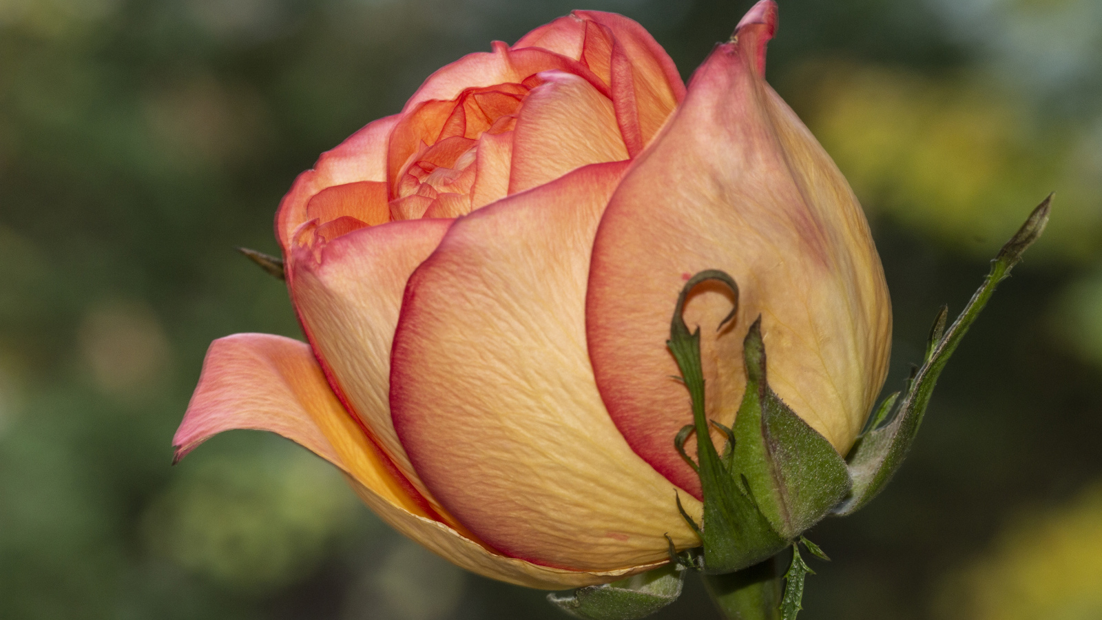 Красивая оранжевая роза крупным планом на клумбе