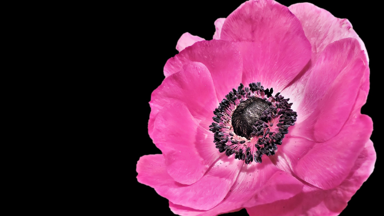 Красивый розовый цветок анемона на черном фоне 