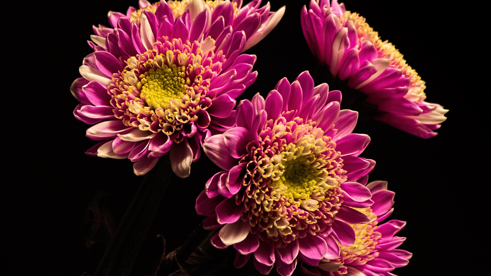 Красивые розовые хризантемы на черном фоне