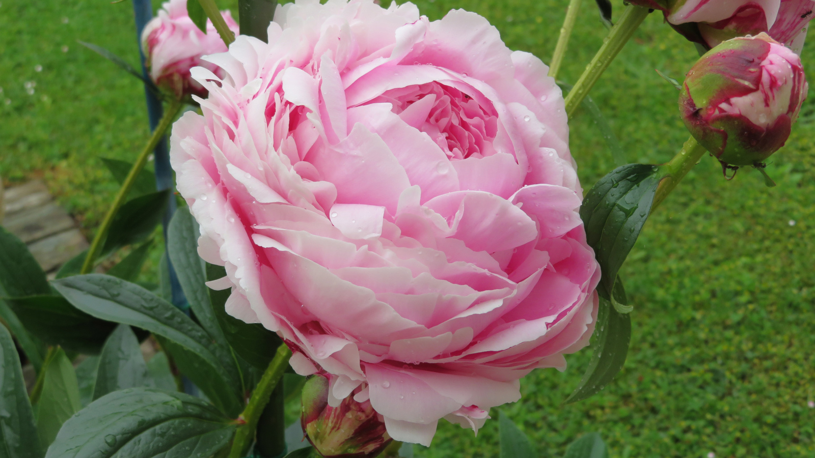 Красивый розовый пион с бутонами на клумбе