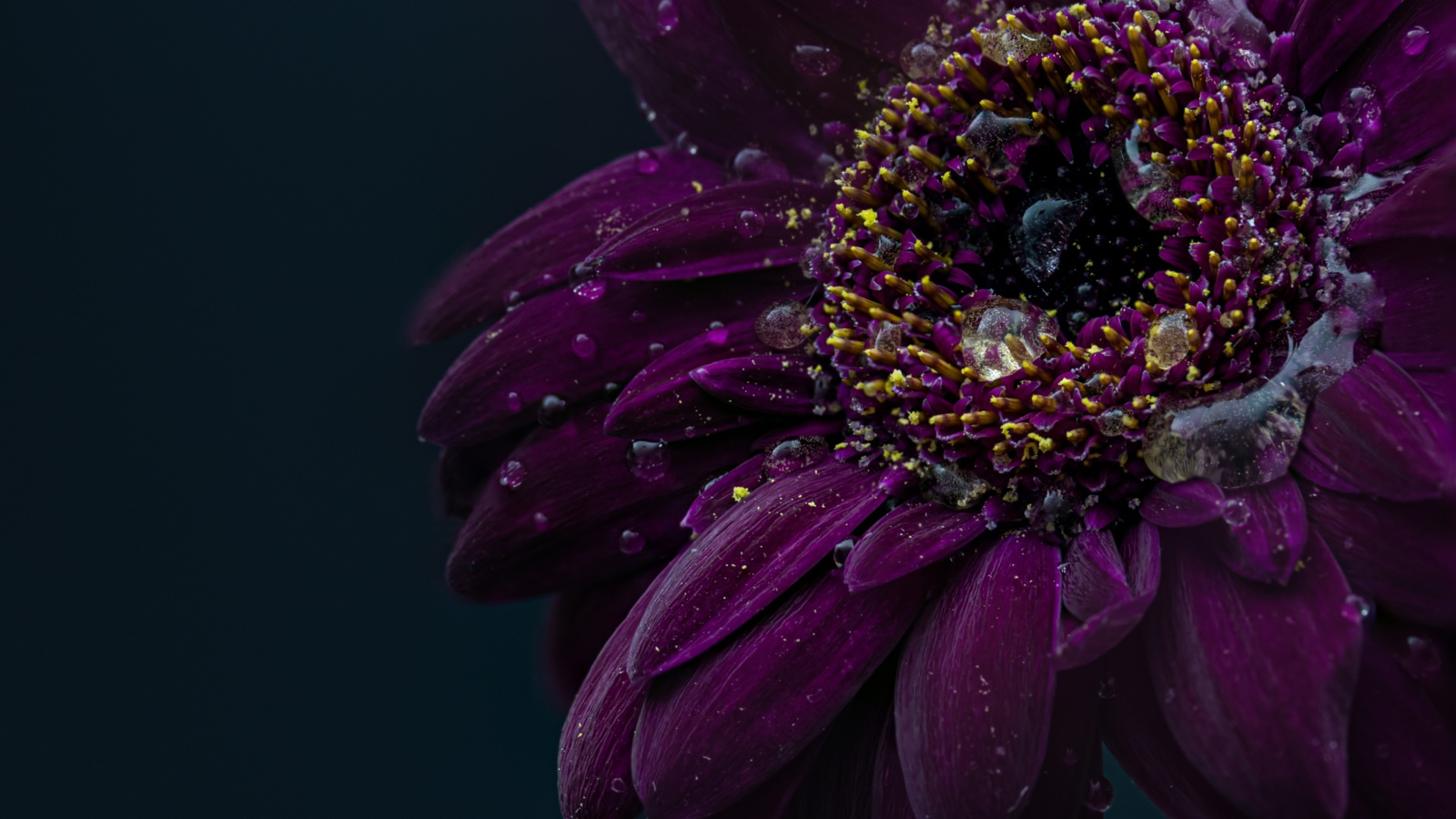 Красивый фиолетовый цветок герберы в каплях воды