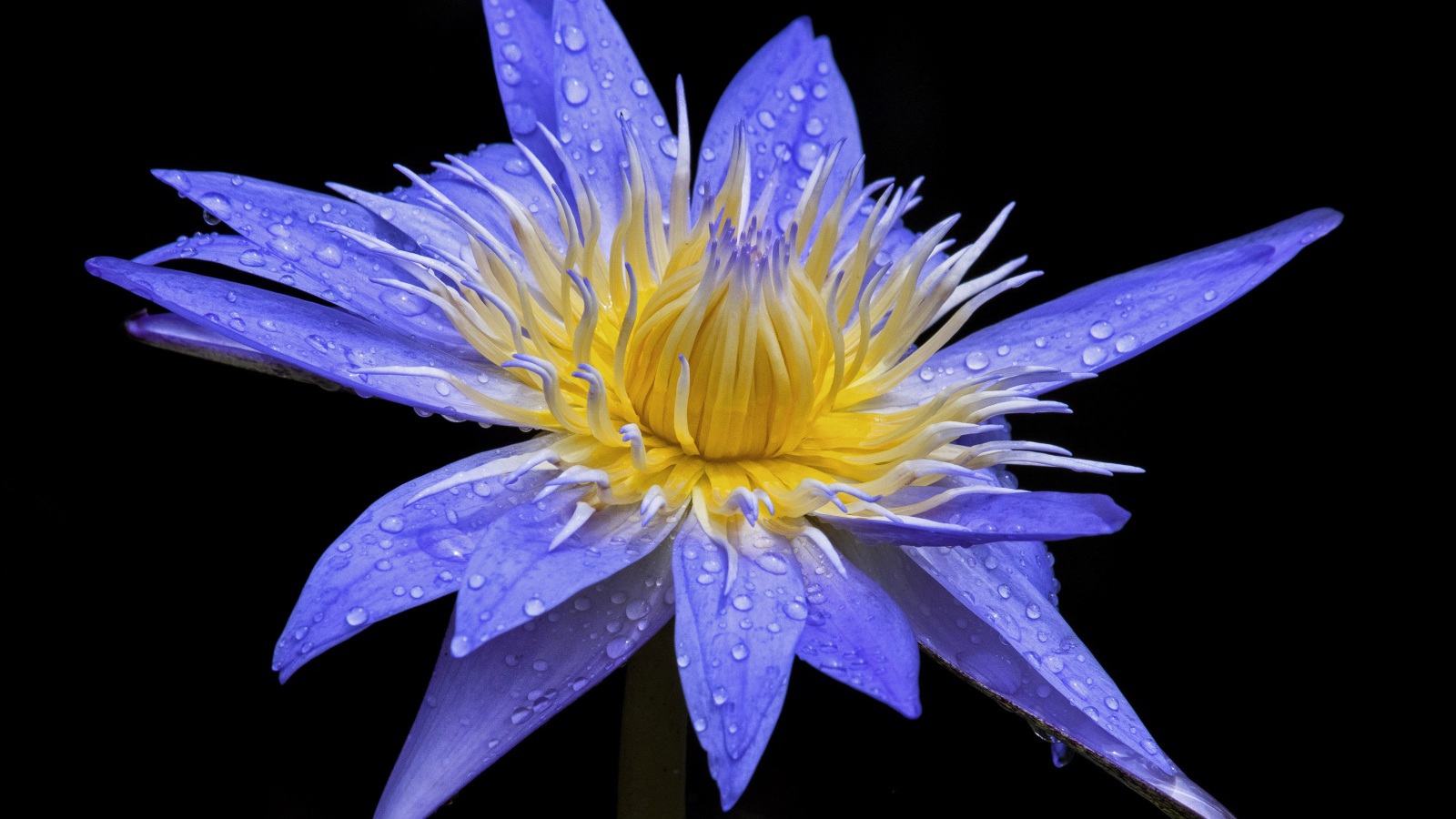 Красивый фиолетовый цветок лотоса в каплях росы на черном фоне