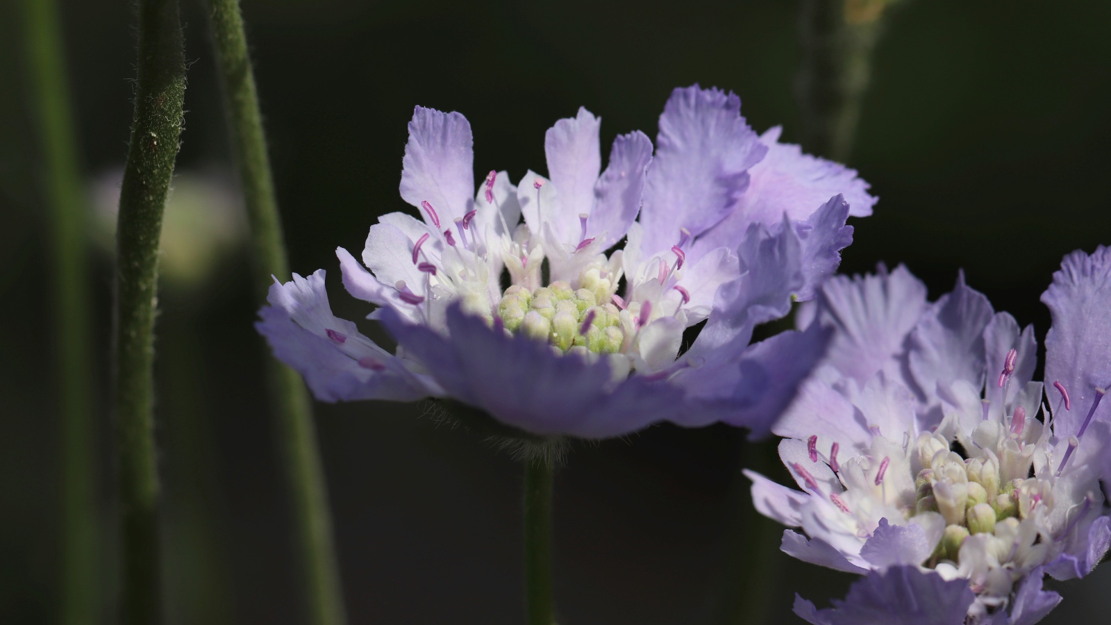 Красивые фиолетовые цветы скабиоза 