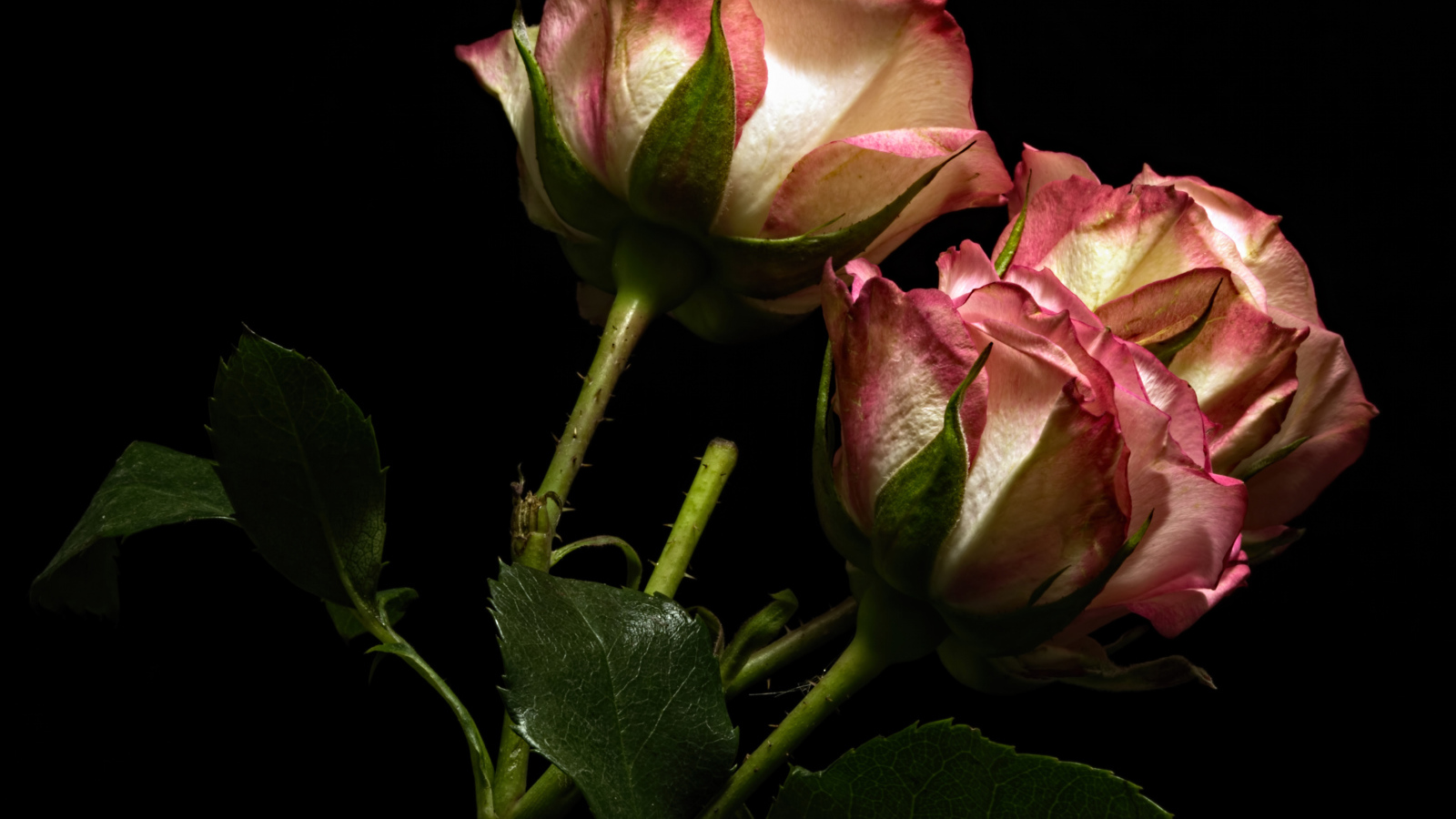 Красивые розы с бело-розовыми лепестками на черном фоне