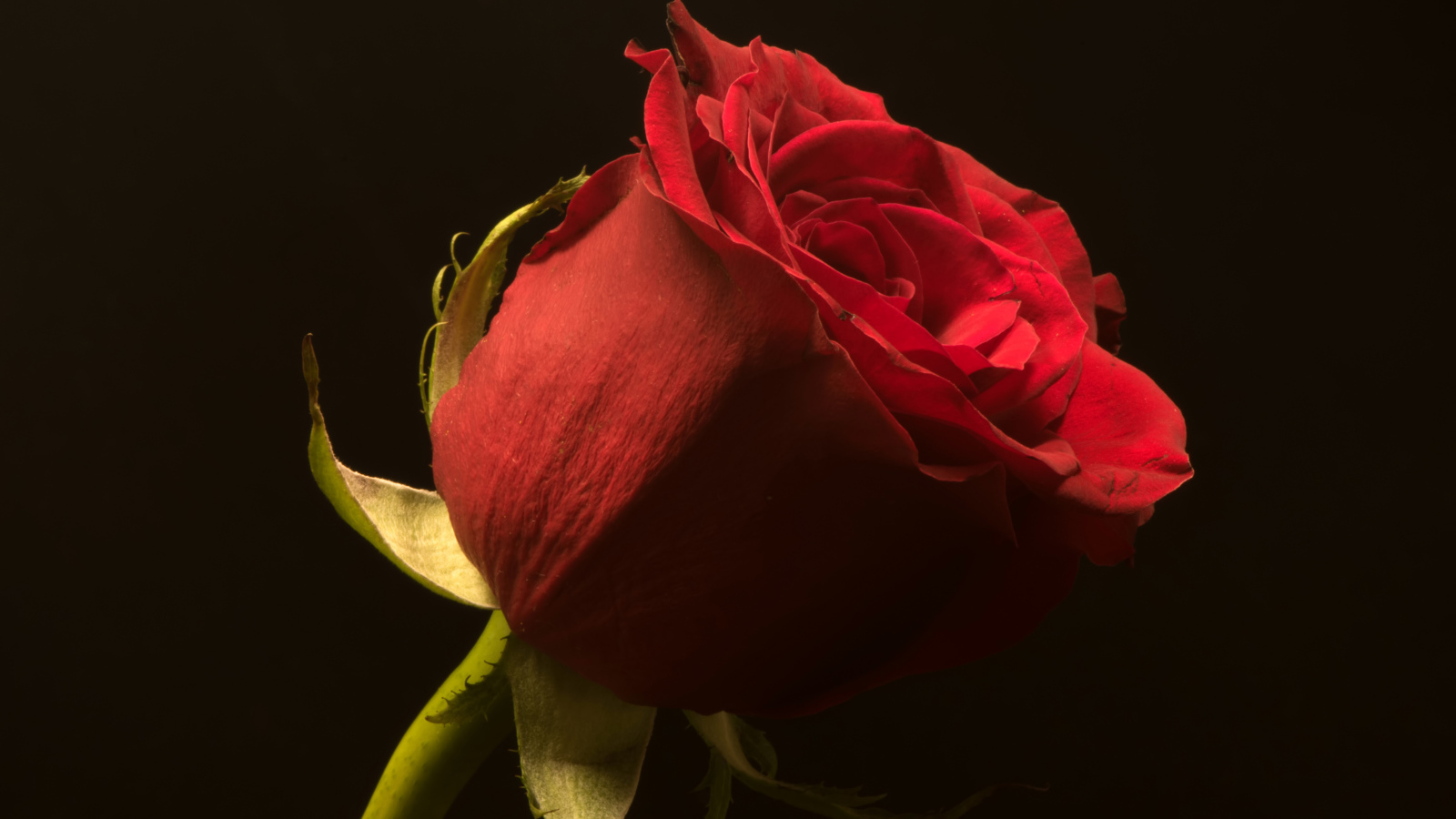 Красивая алая английская роза на черном фоне