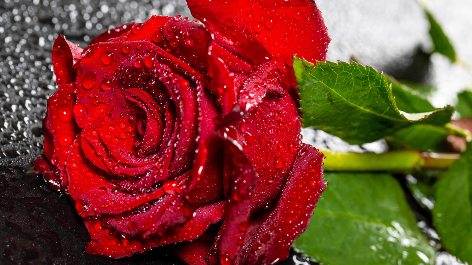 Красивая алая роза в каплях воды на черном поверхности 