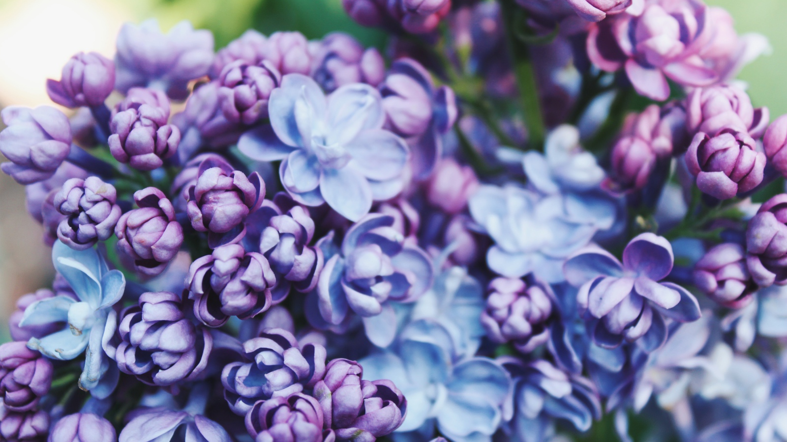 Красивые весенние цветы сирени крупным планом 