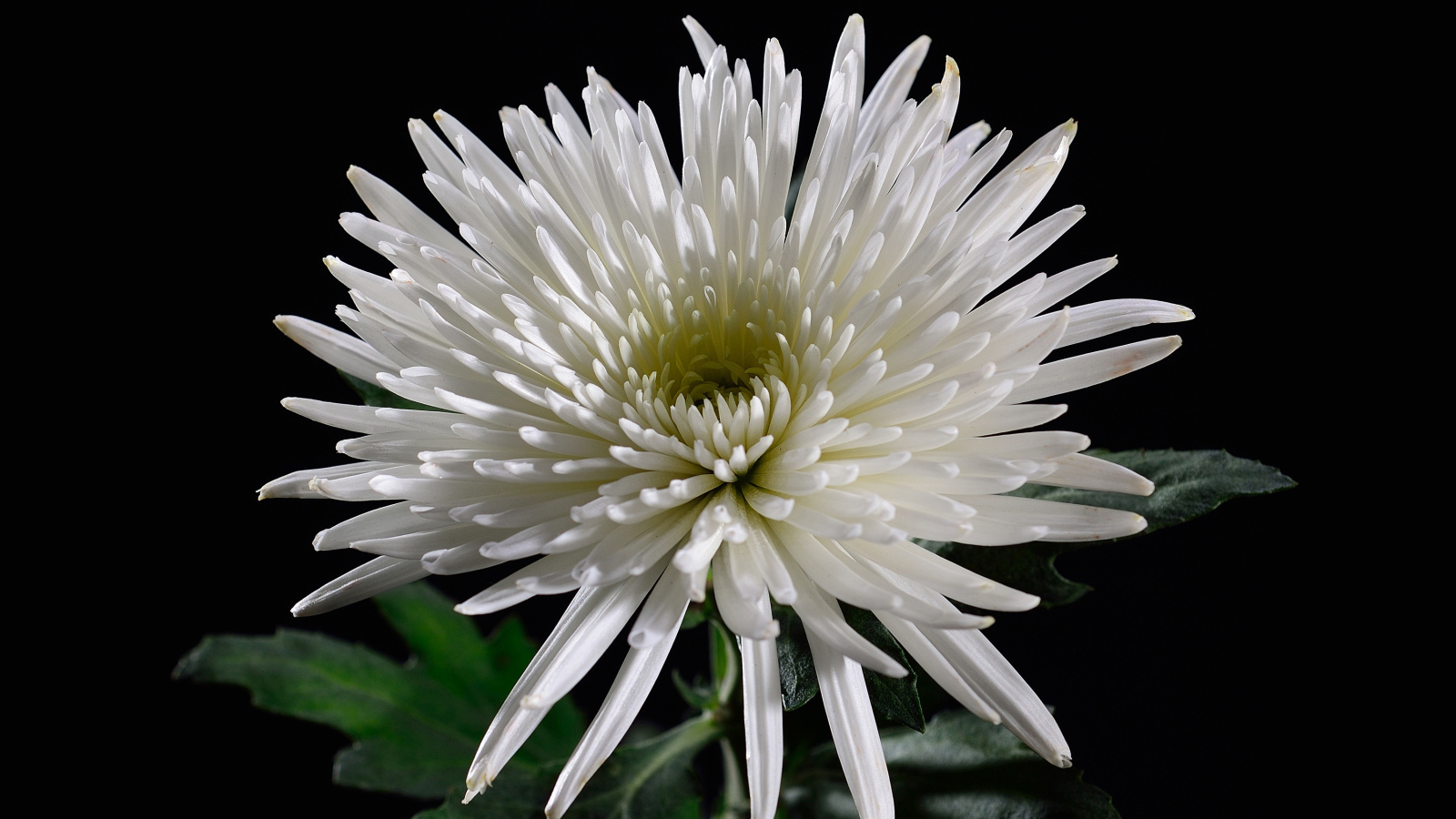 Красивая белая хризантема на черном фоне