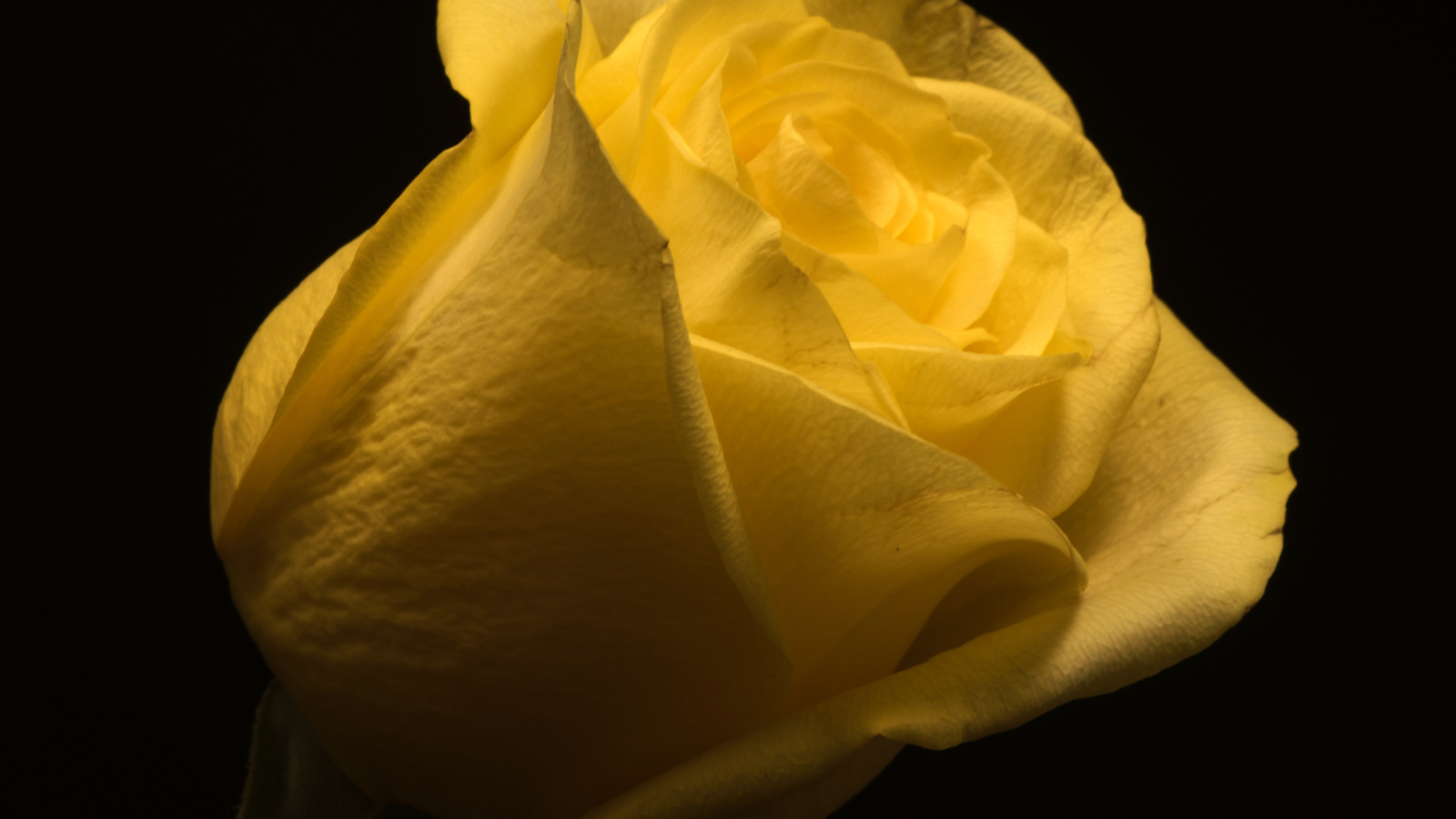 Красивая желтая роза на черном фоне крупным планом