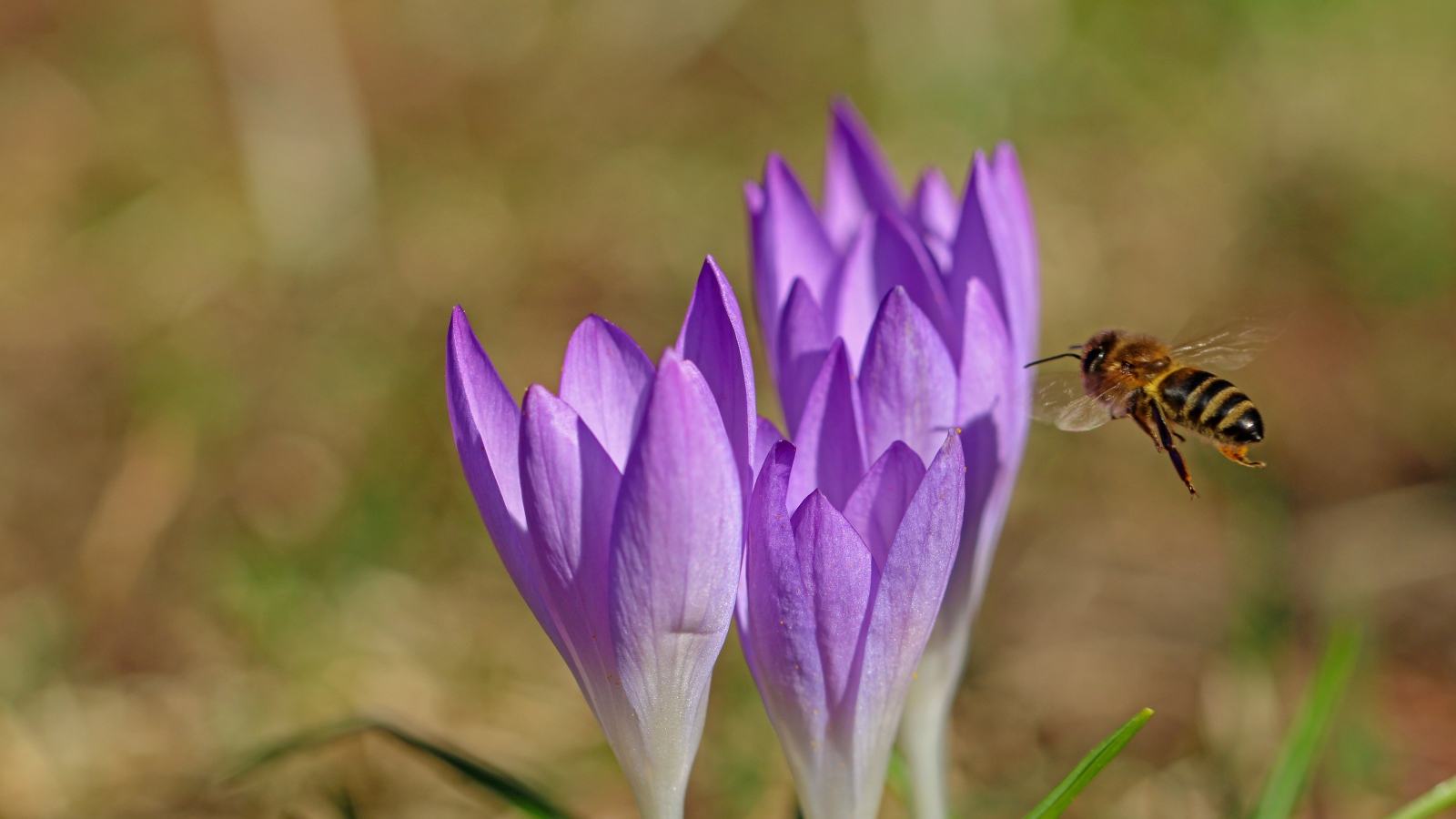 Пчела летит к сиреневым весенним крокусам