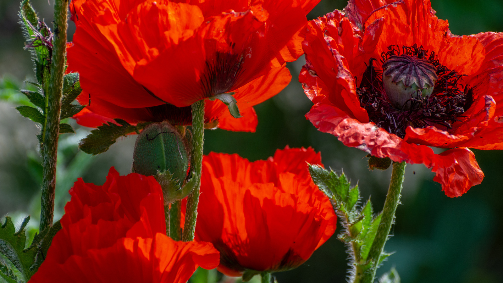 Big red poppies with buds in the sun