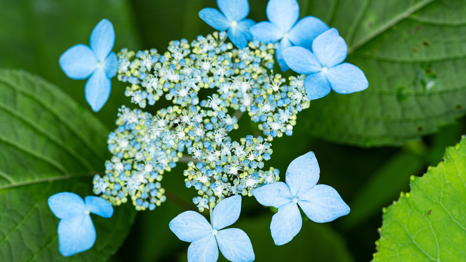 Распускающиеся цветы голубой гортензии в зеленых листьях 