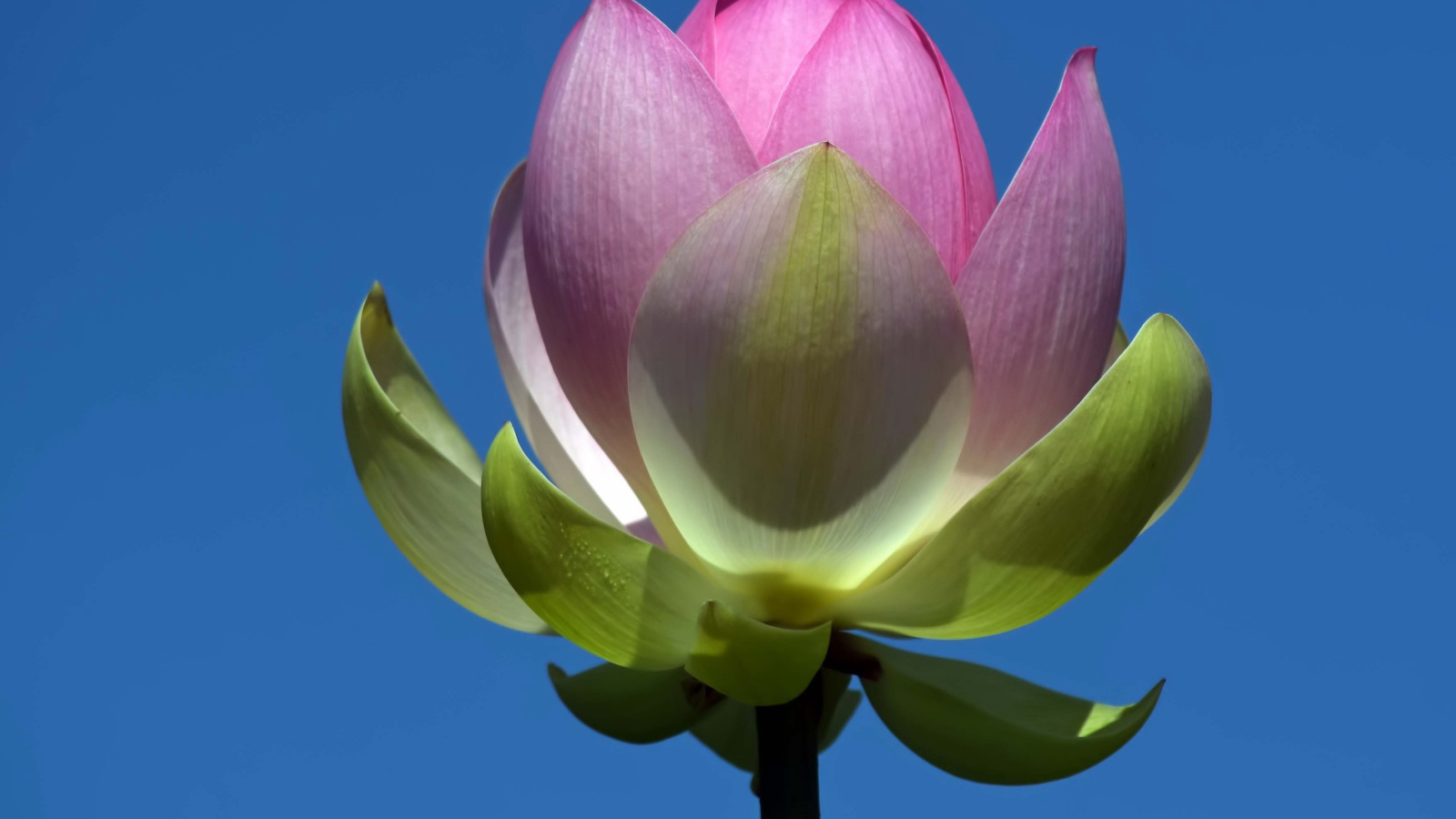 Распускающийся розовый цветок лотоса на фоне голубого неба 