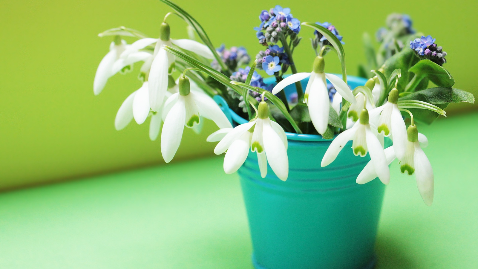 Голубое ведерко с белыми подснежниками и голубыми незабудками