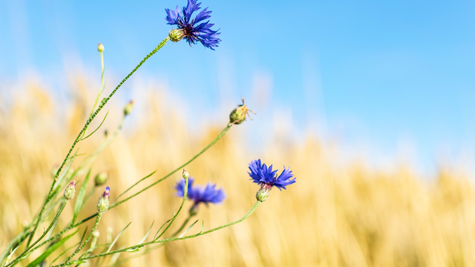 Синие васильки с бутонами на поле 