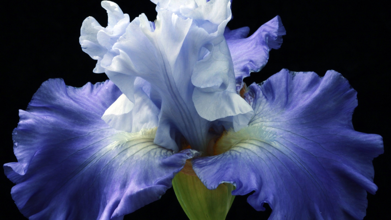 Синий цветок ириса на черном фоне крупным планом