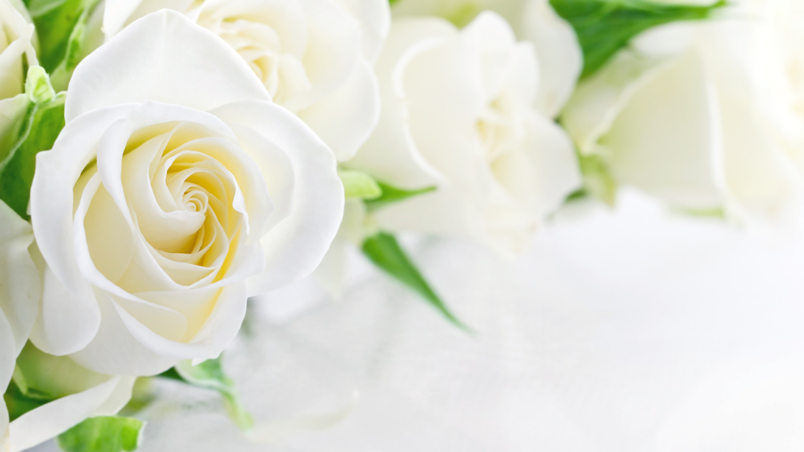 Букет красивых нежных белых роз на белом фоне