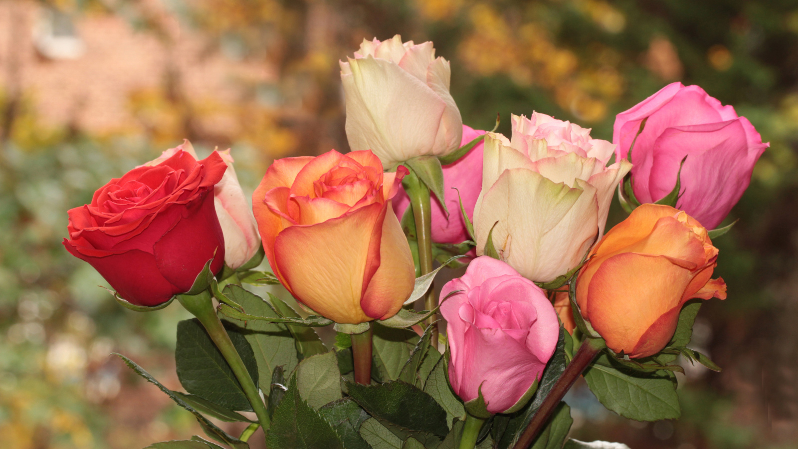 Букет красивых разноцветных роз крупным планом