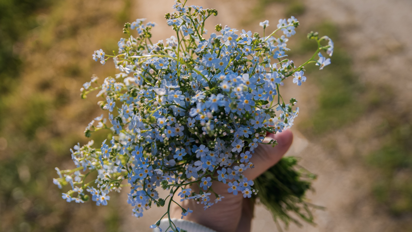 Букет голубых цветов незабудки в руке