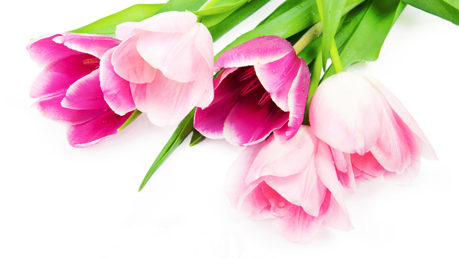 Букет нежных красивых розовых тюльпанов на белом фоне