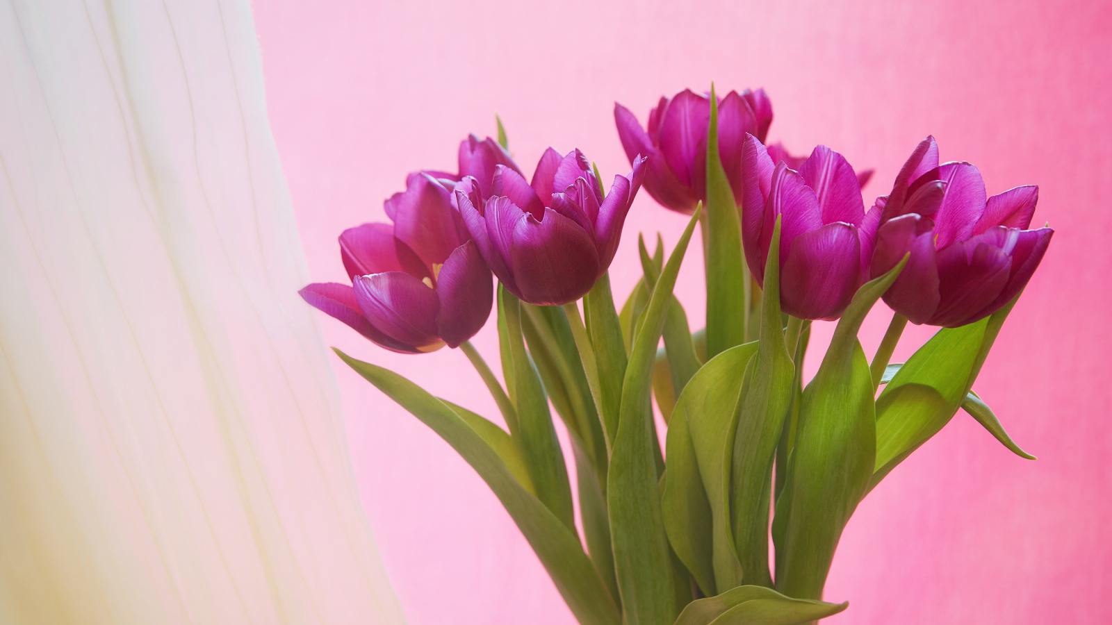 Букет сиреневых тюльпанов на розовом фоне