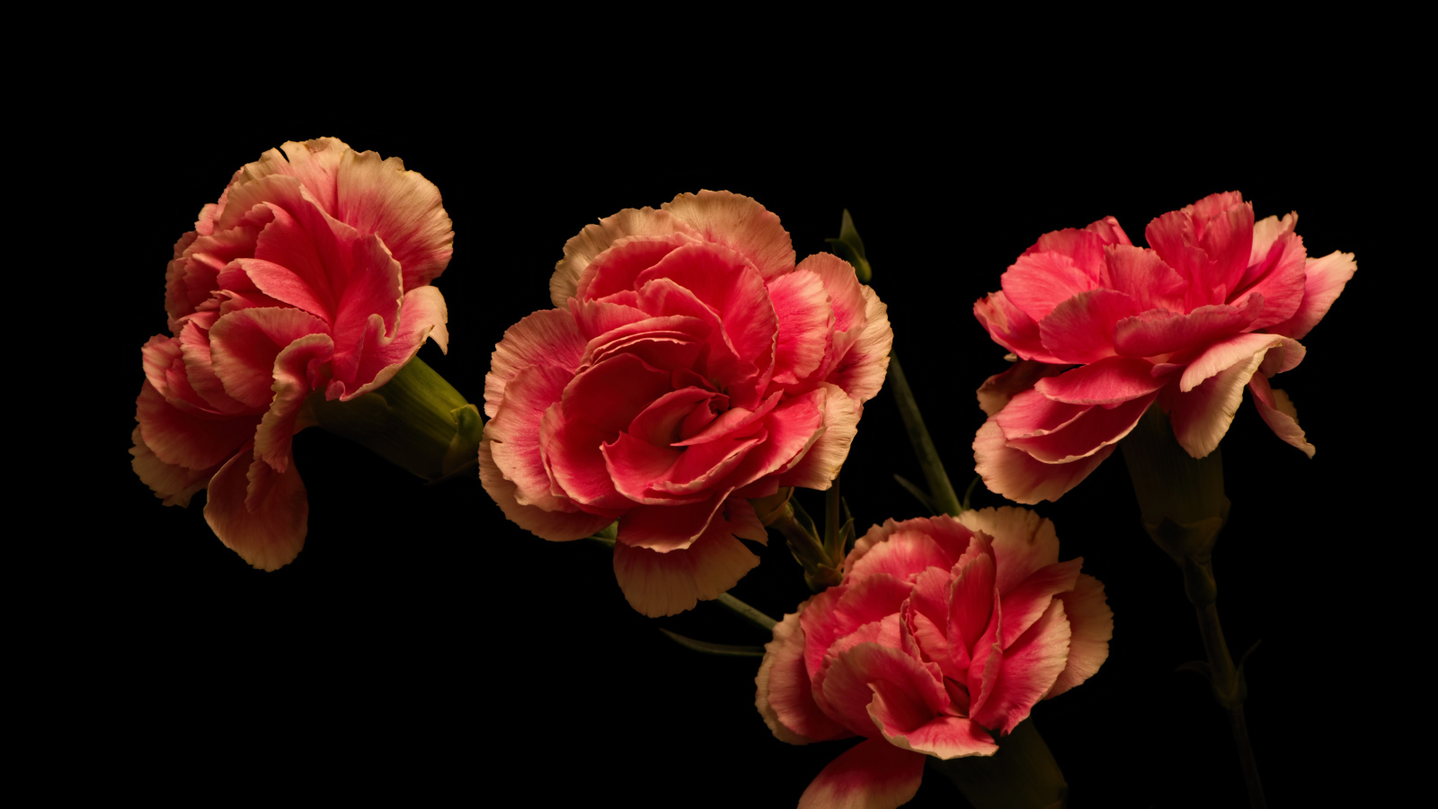 Букет розовых гвоздик на черном фоне