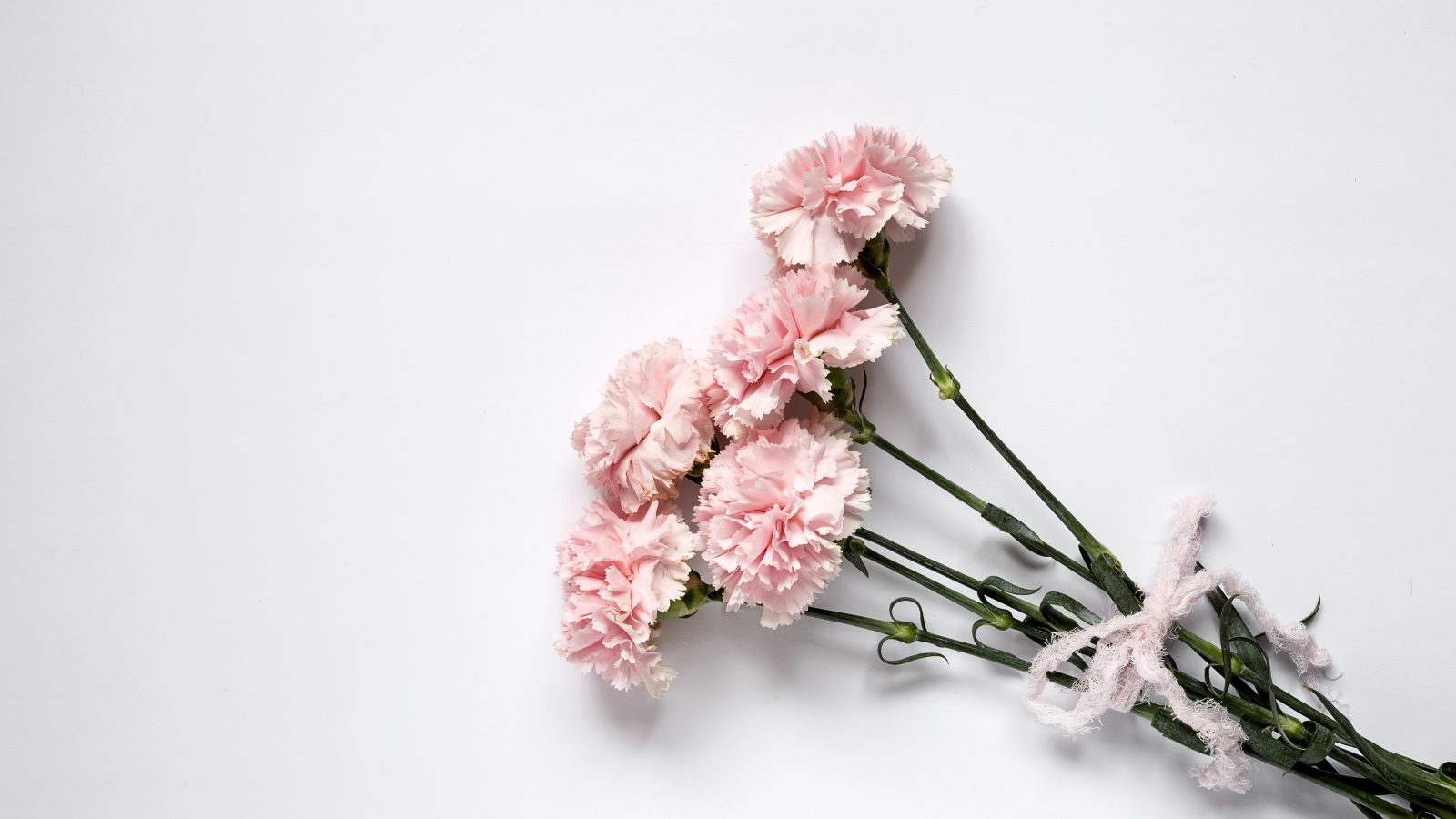 Букет розовых гвоздик с бантом на сером фоне 