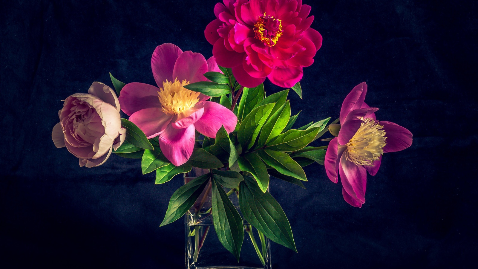 Букет розовых пионов в вазе на черном фоне