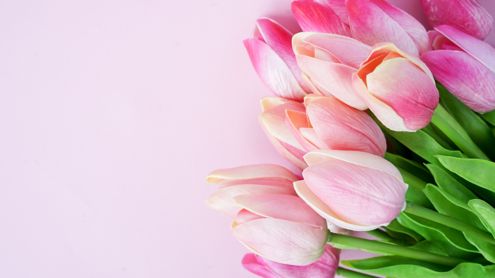 Букет розовых тюльпанов крупным планом на розовом фоне