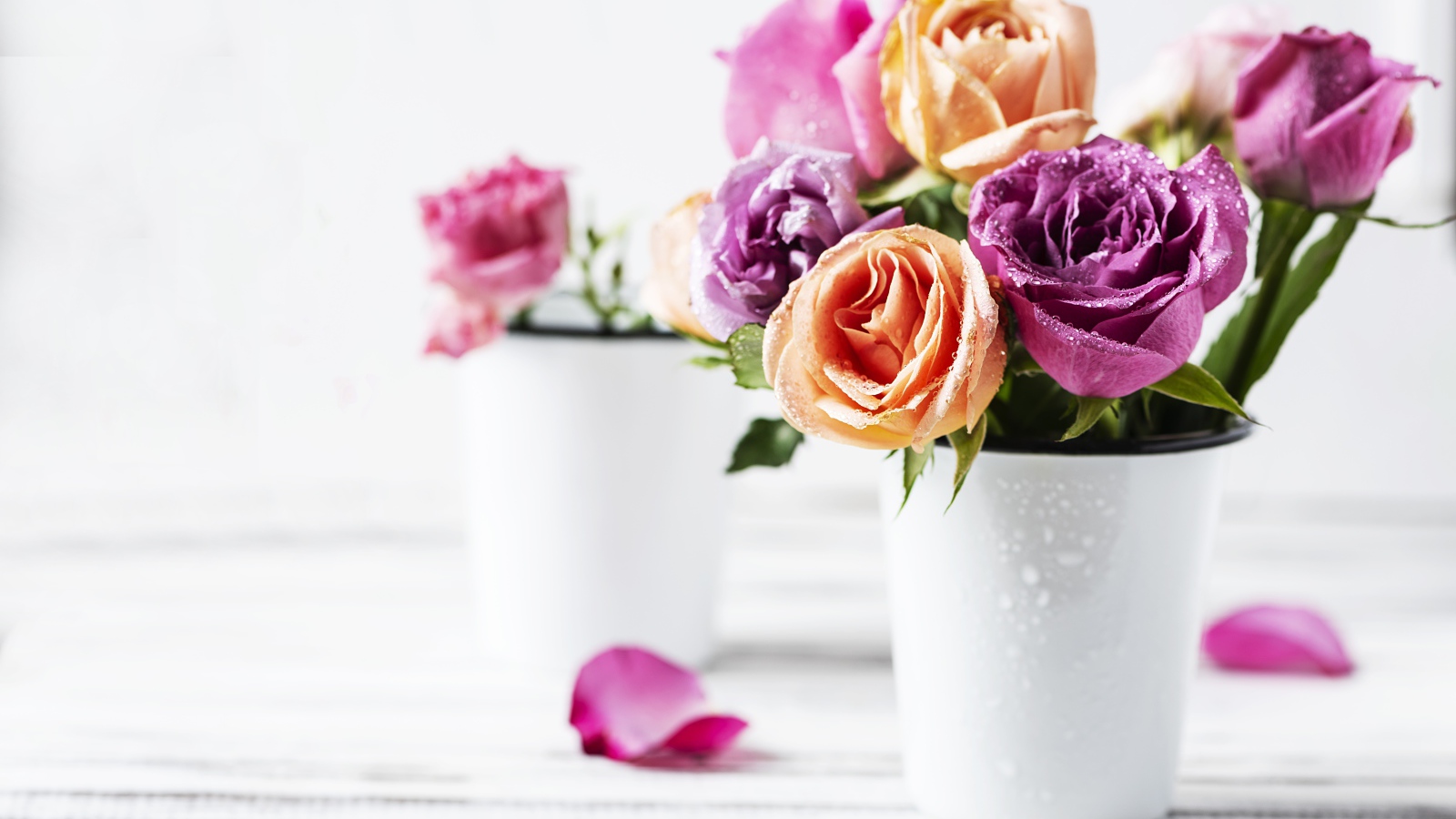 Букет роз в каплях воды на белом фоне