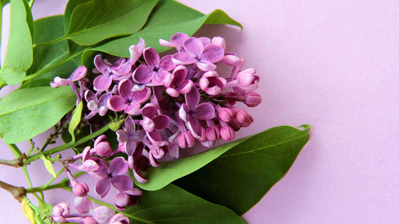 Ветка цветов сирени с зелеными листьями на розовом фоне