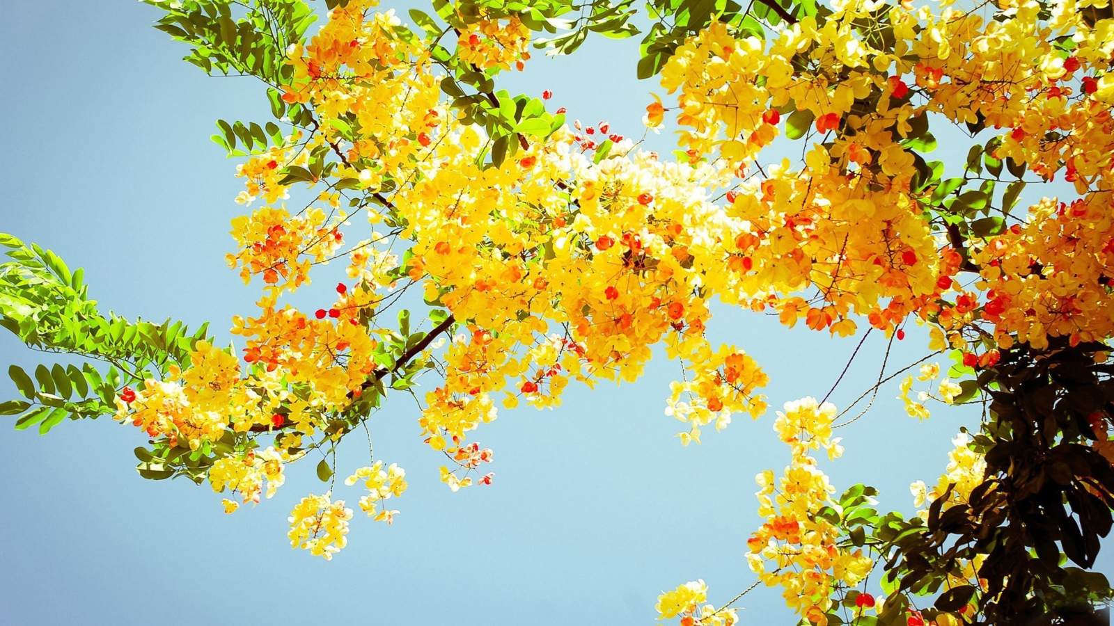 Ветка желтой акации с зелеными листьями на фоне голубого неба