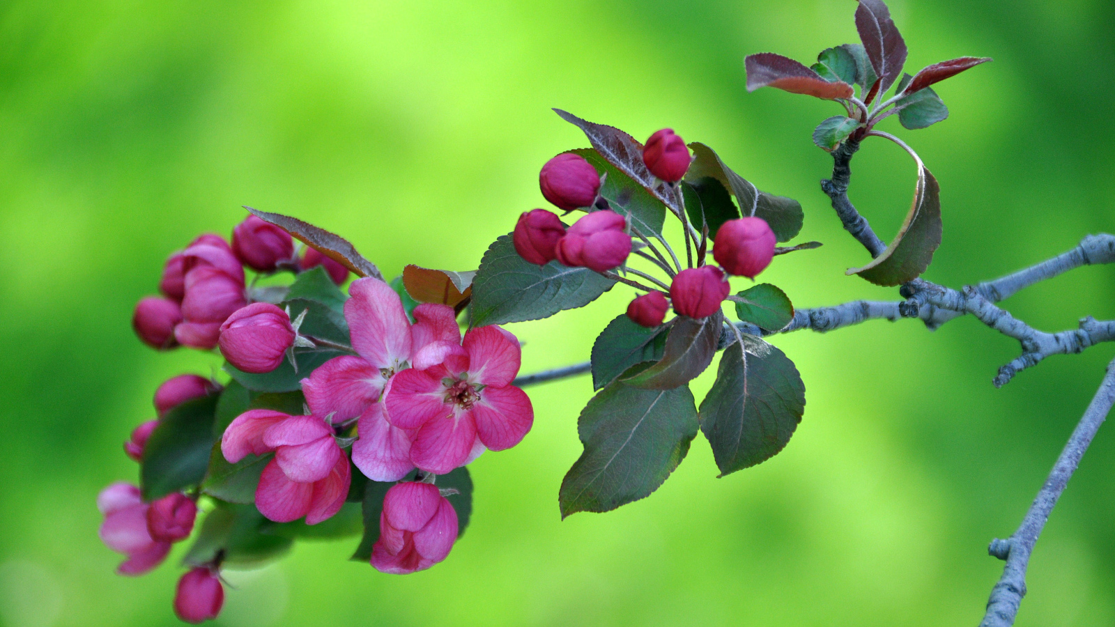 Ветка с розовыми цветами яблони на зеленом фоне