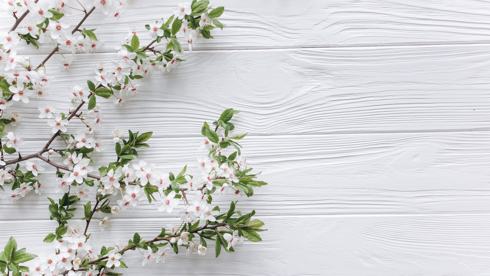 Ветки с белыми цветами вишни на деревянном фоне